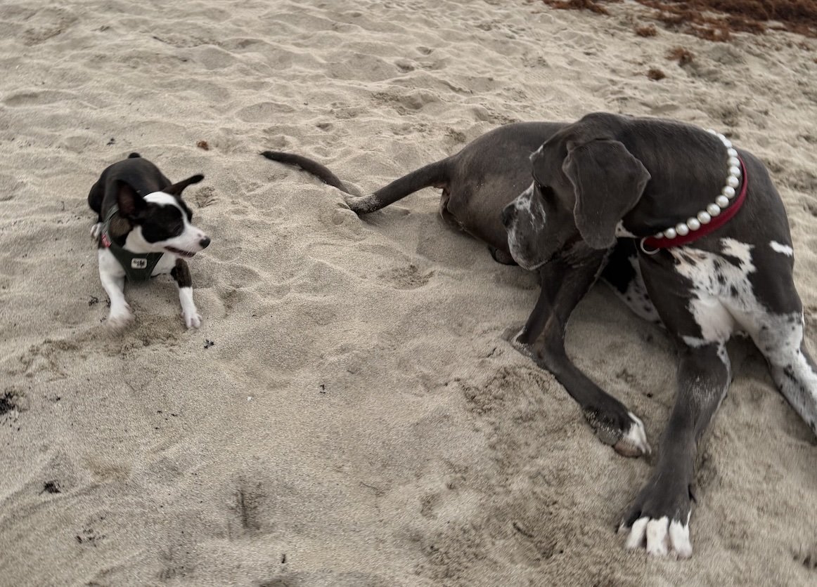 Max meets Archie