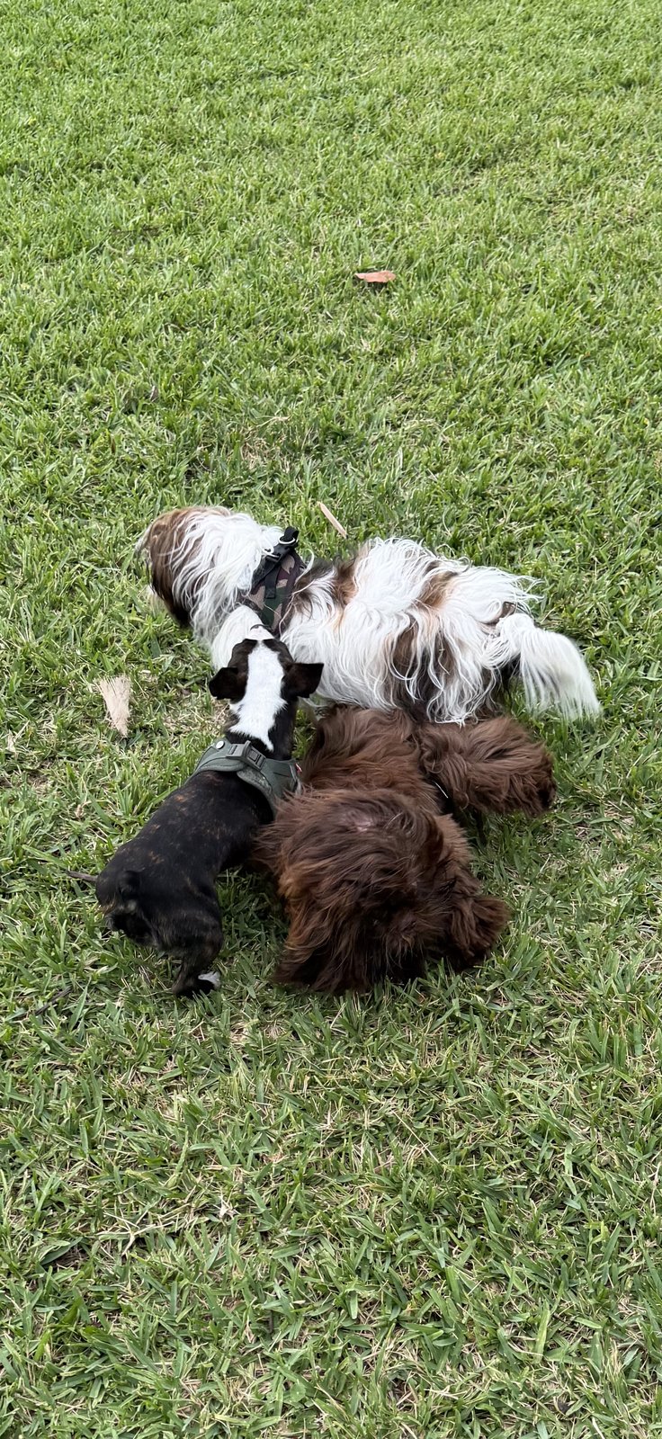Cage, Chase, and Max