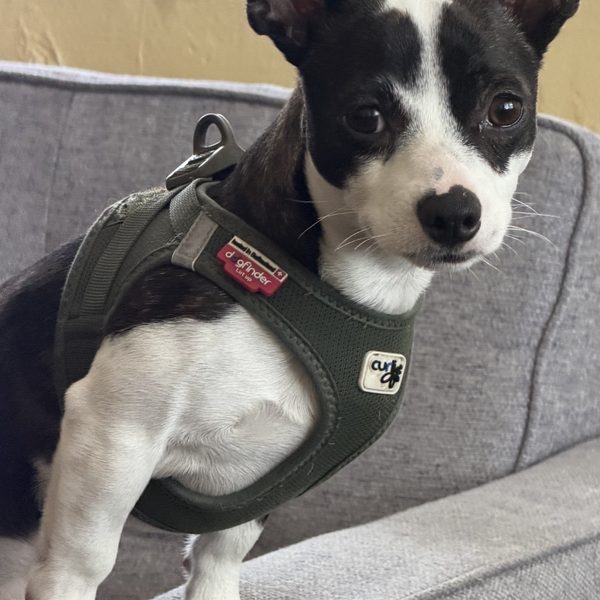 Max — 4