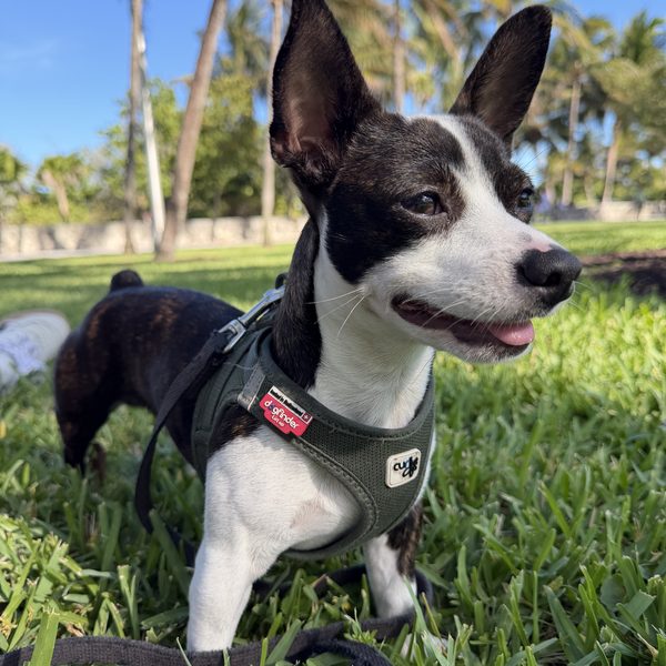 Max — 2